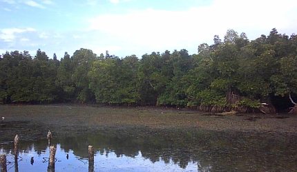 Hutan Mangrove