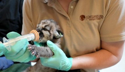 Kitten named Crimson was transported it to Oakland Zoo's Veterinary Hospital.