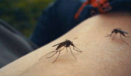 Symptoms of dengue will appear within 15 days after being bitten by an infected mosquito. (File image)